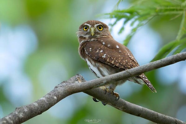 Ferruginous pygmy owl - braziliaanse dwerguil