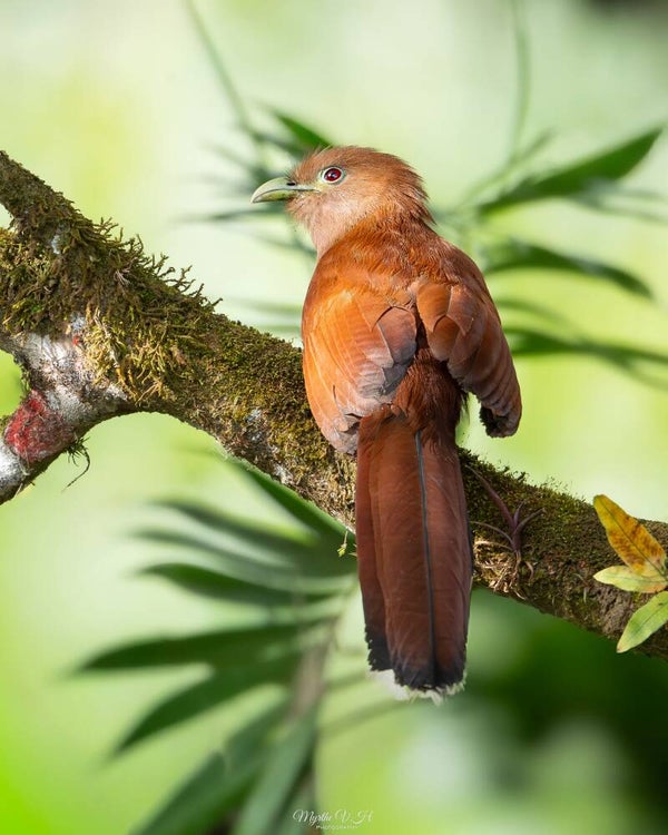Squirrle cuckoo - eekhoorn koekoek