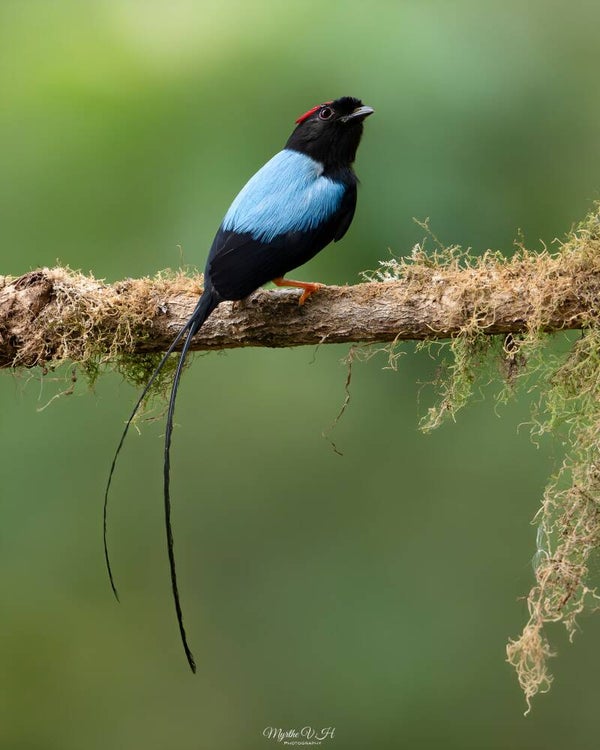 Long-tailed manakin - langstaartmanakin