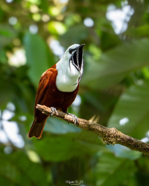 Three-wattled bellbird - drielelklokvogel