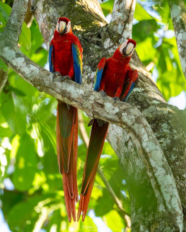 Scarlet macaw - geelvleugelara