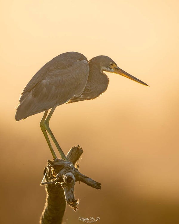 Tricolored heron - driekleurige reiger