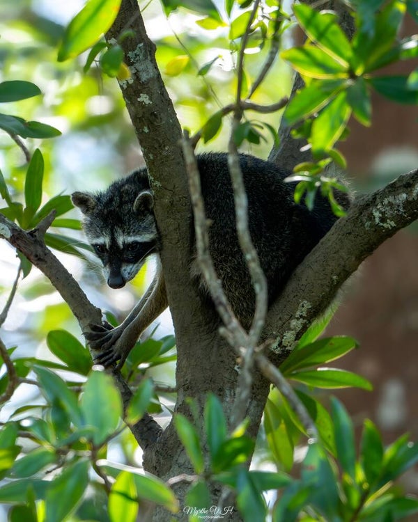 Northern raccoon - gewone wasbeer
