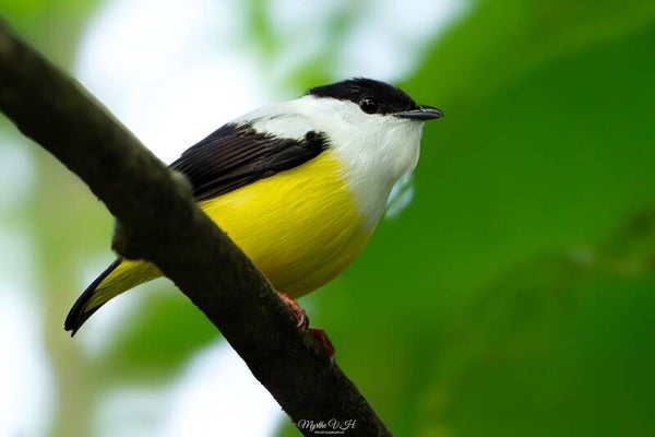 White-collared manakin - witkraagmanakin
