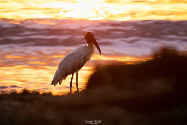 Wood stork - kaalkopooievaar