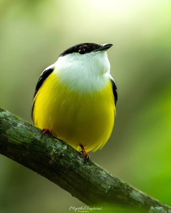 White-collared manakin - witkraagmanakin