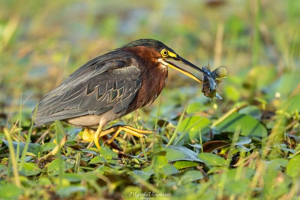 Green heron - groene reiger