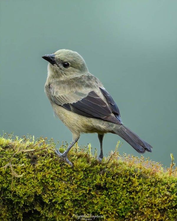 Palm tanager - palmtangare