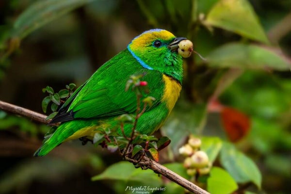 Golden-browed Chlorophonia - goudbrauworganist