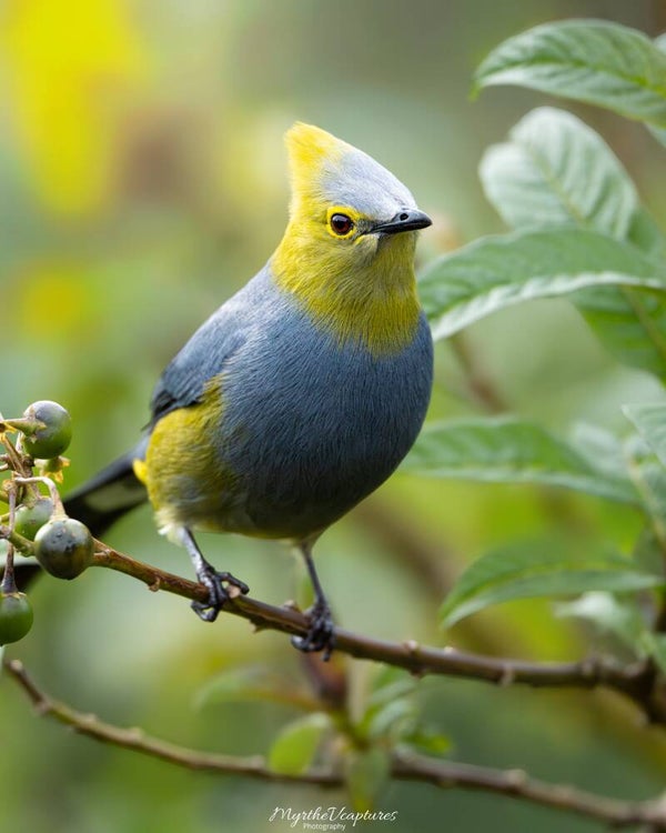 Long-tailed silky-flycatcher - langstaartzijdevliegenvanger