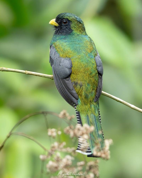 Orange-bellied Trogon - oranjebuiktrogon