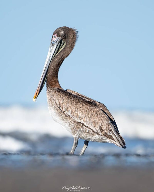 Brown pelican - bruine pelikaan