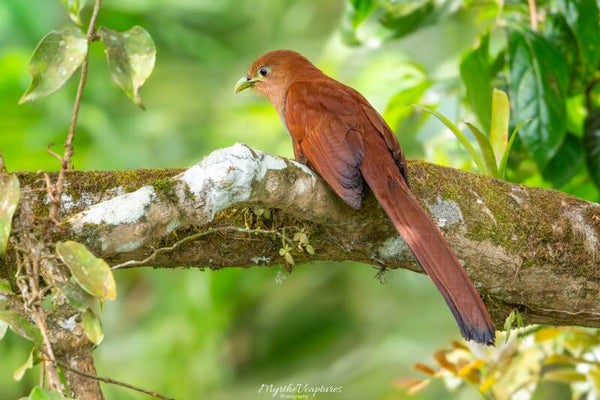 Squirrel cuckoo - eekhoornkoekoek