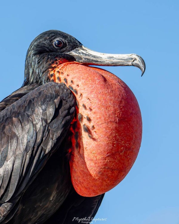 Magnificent frigatebird - amerikaanse fregatvogel
