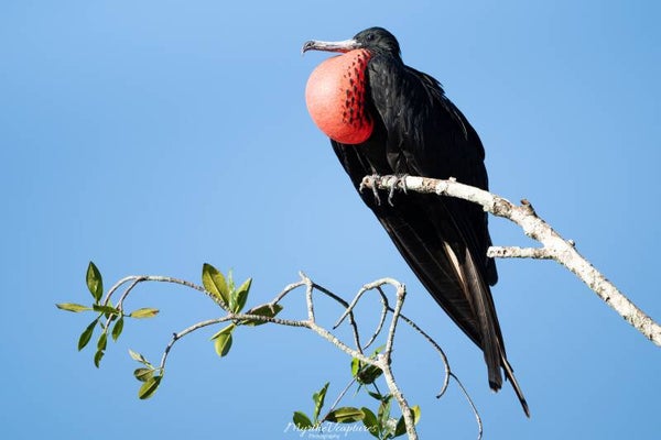 Magnificent frigatebird - amerikaanse fregatvogel