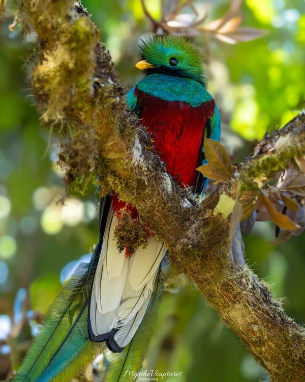 Resplendent quetzal