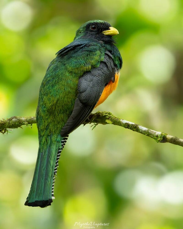 Orange-bellied Trogon - oranjebuiktrogon