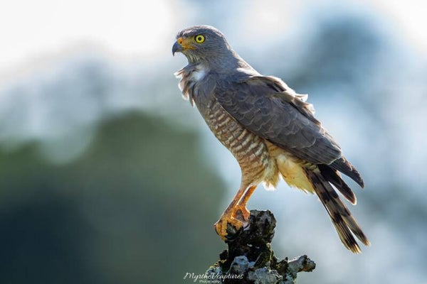 Roadside hawk - wegbuizerd