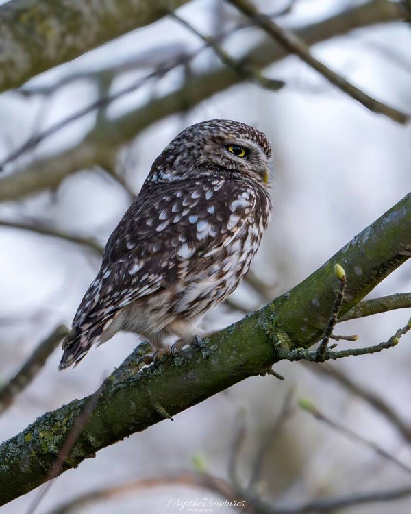 Little owl - steenuil