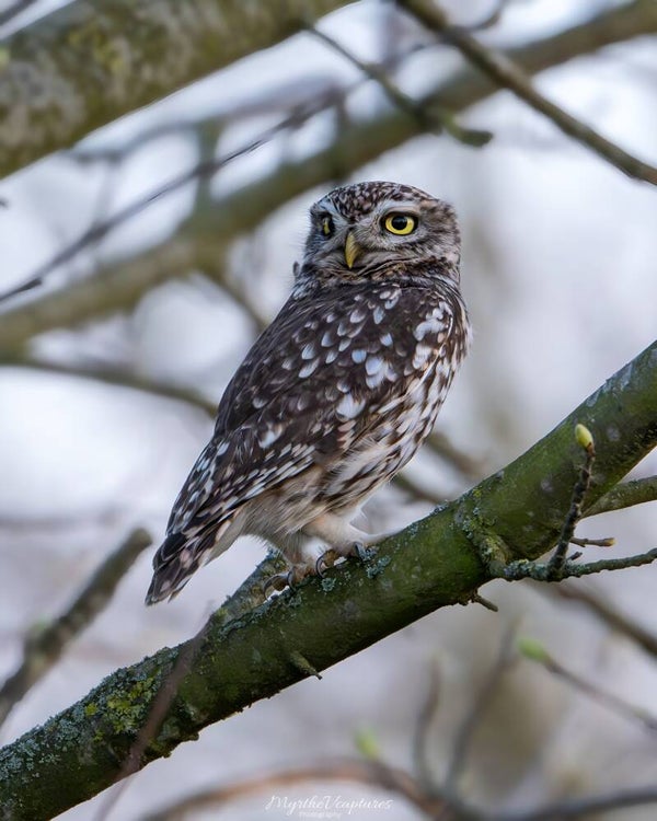 Little owl - steenuil