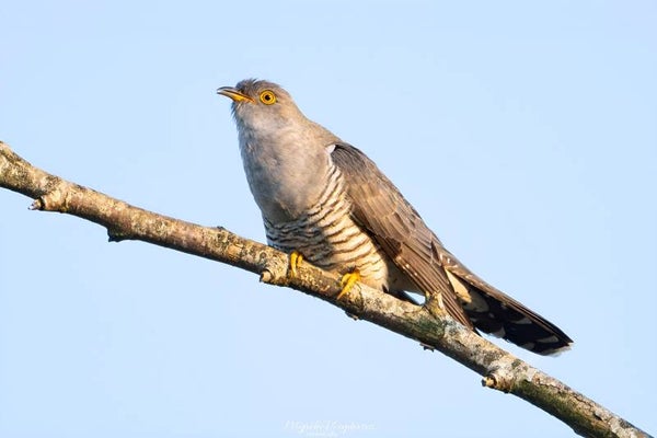 Common cuckoo - koekoek
