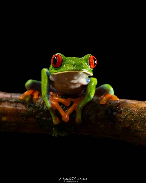 Red-eyed tree frog - roodoogmakikikker