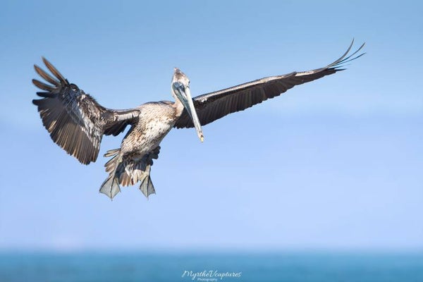 Brown pelican - bruine pelikaan