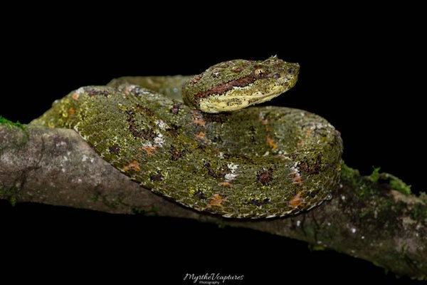 Eyelash pit viper - wimpergroefkopadder