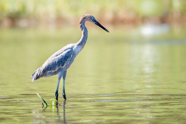 Reddish egret - roodhalsreiger
