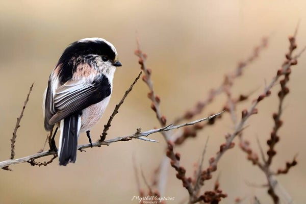 Long tailed tit - Staartmees