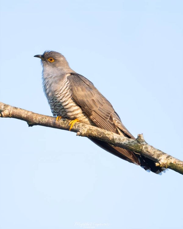 Common cuckoo - koekoek