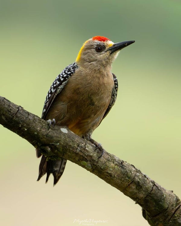 Hoffmann's woodpecker - hoffmanns specht