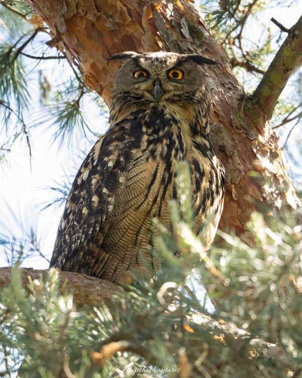 Eurasian eagle-owl - oehoe
