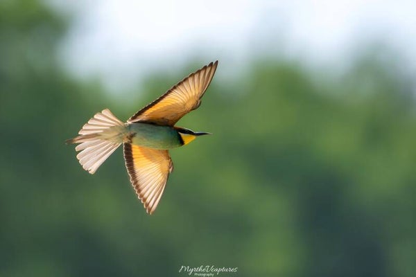 European bee-eater - bijeneter