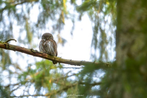 Eurasian pygmy owl - dwerguil