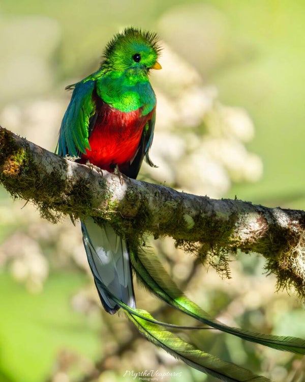 Resplendent quetzal
