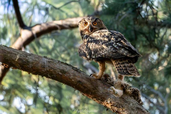 Eurasian eagle-owl - oehoe