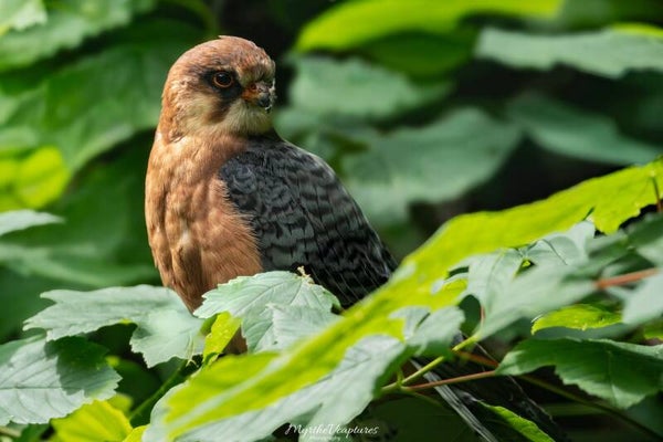 Red-legged falcon - roodpootvalk