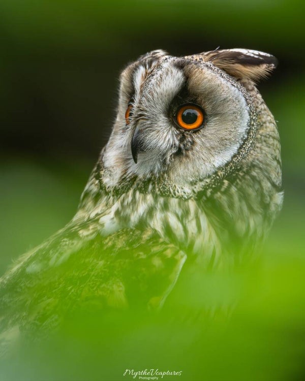 Long-eared owl - Ransuil