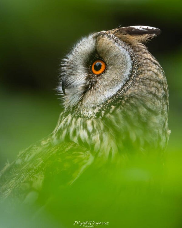 Long-eared owl - Ransuil