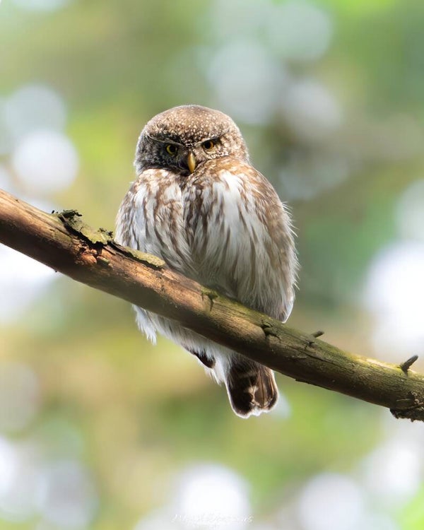 Eurasian pygmy owl - dwerguil