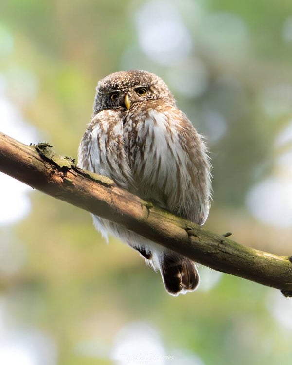 Eurasian pygmy owl - dwerguil