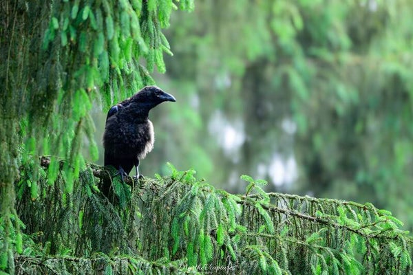 Common raven - raaf