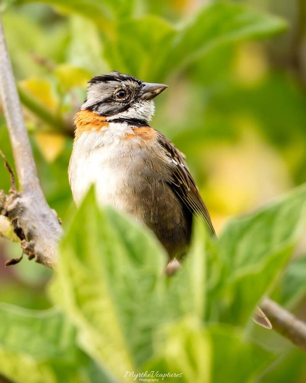 Rufous-collared sparrow - roodkraaggors