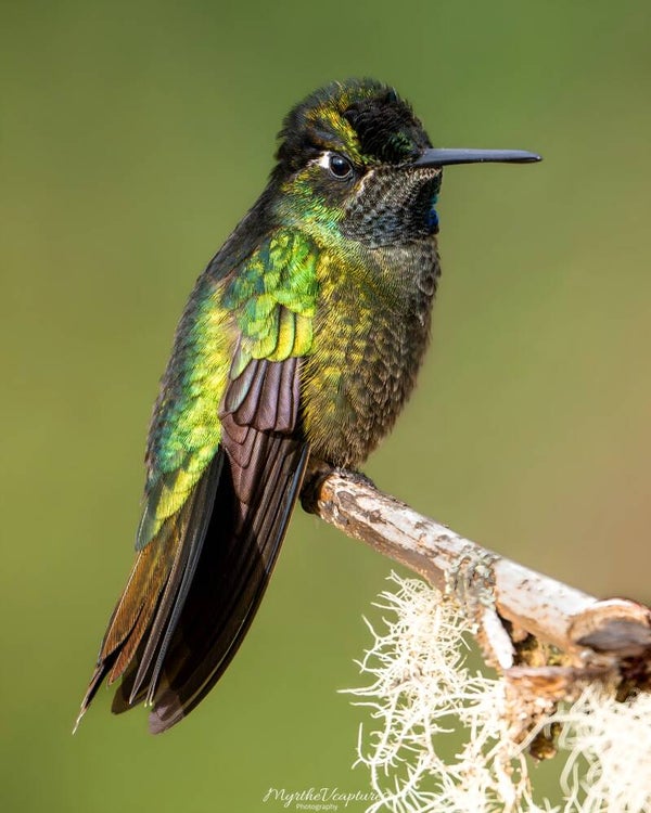 Talamanca hummingbird - Lawrence' kolibrie