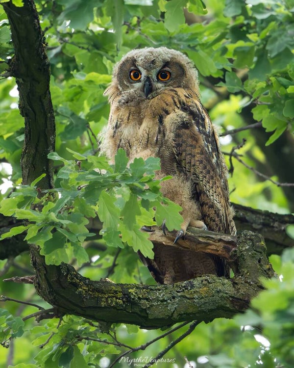 Eurasian eagle-owl - oehoe
