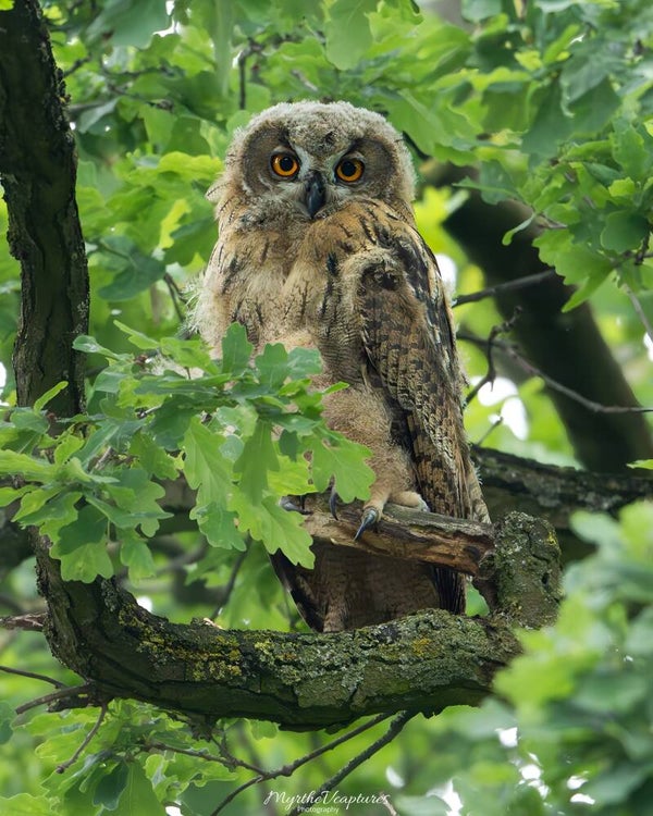 Eurasian eagle-owl - oehoe