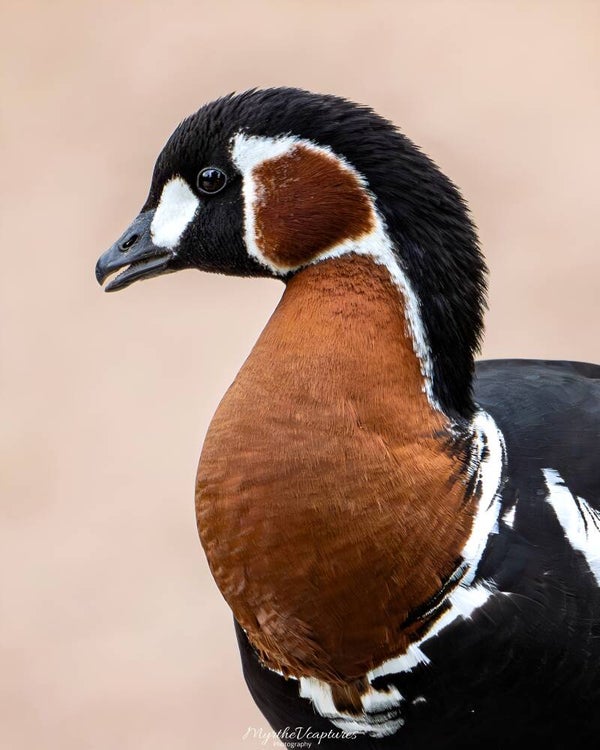 Red-breasted Goose - roodhalsgans