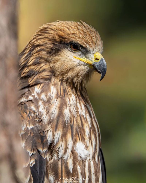 Black kite - zwarte wouw