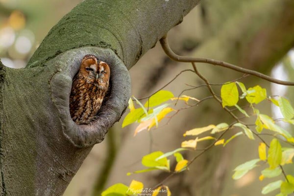 Tawny owl - bosuil